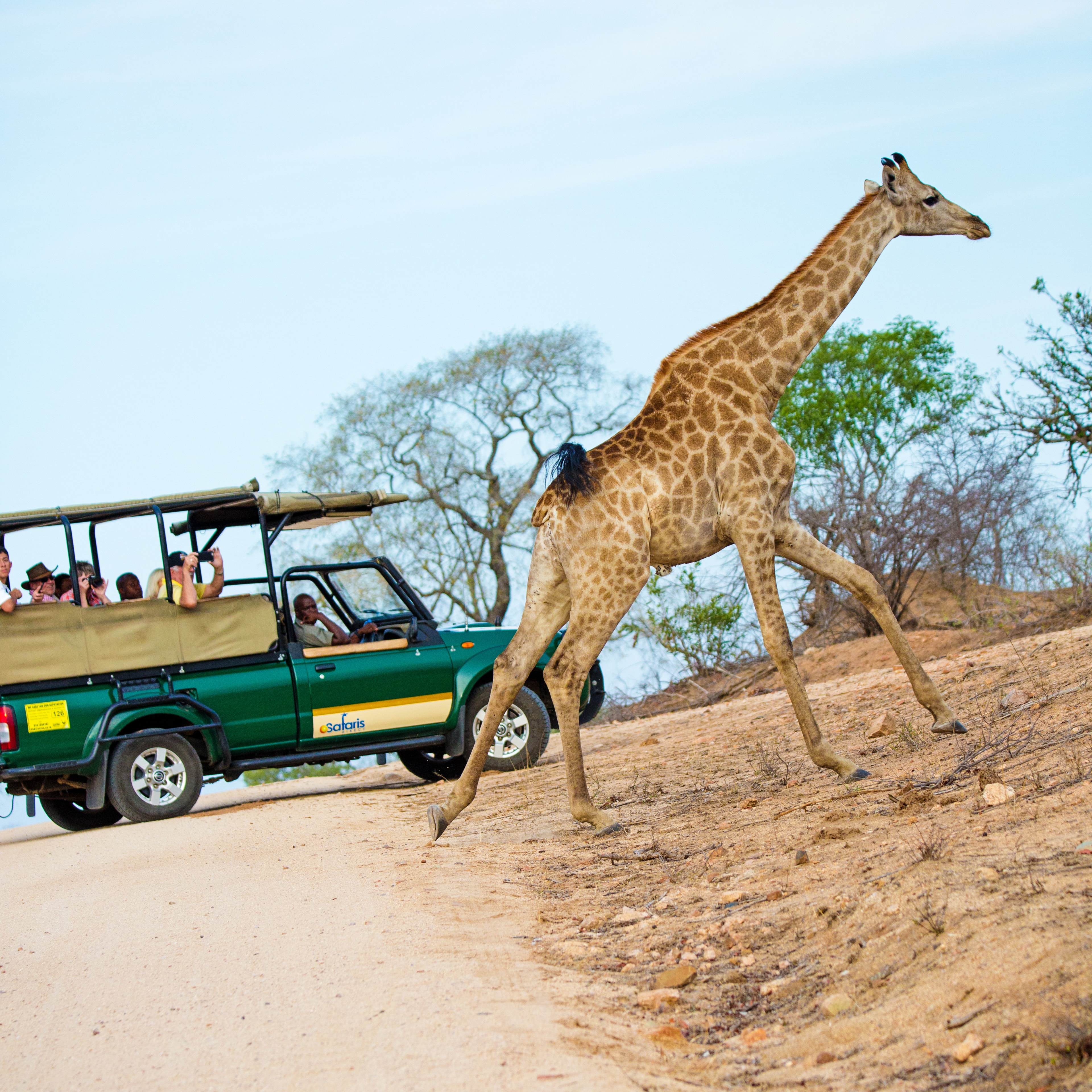 safari
