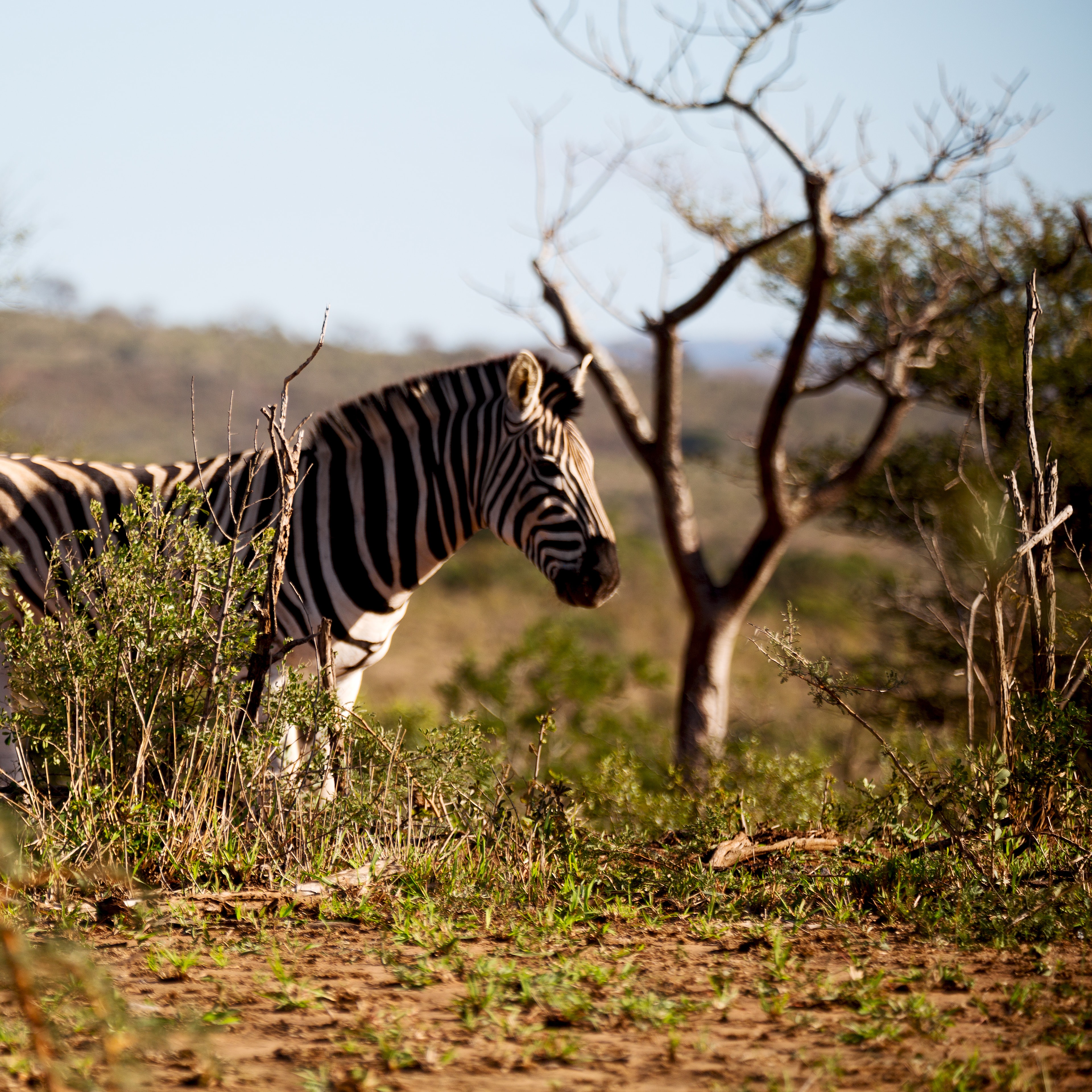 safari